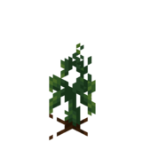 Borukva Food Cucumber Crop Age 1.png: Infobox image for Cucumber Seeds the item in Minecraft