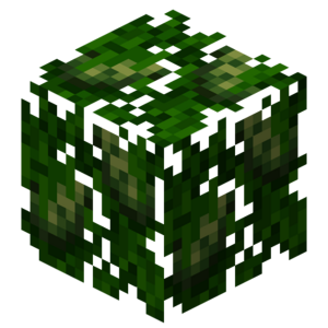 Borukva Food Avocado Fruit Leaves With Fruit.png