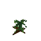 Borukva Food Tomato Crop Age 0.png: Infobox image for Tomato Seeds the item in Minecraft